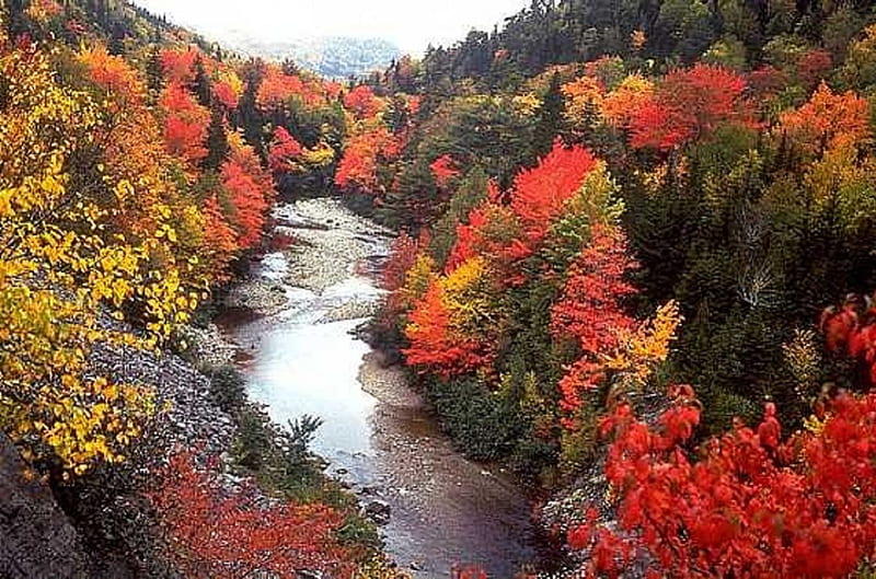 River on Autumn, fall leaves, autumn, nature, riser, trees, HD wallpaper