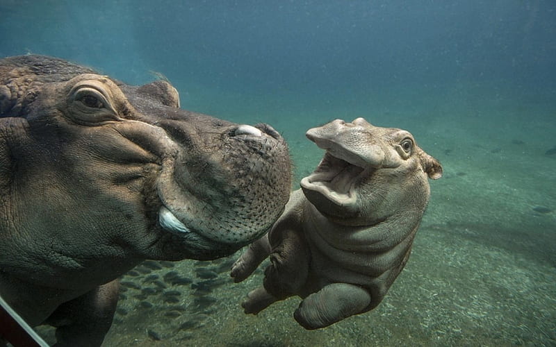 Baby Hippo, Hippo, water, swim, animal, HD wallpaper | Peakpx