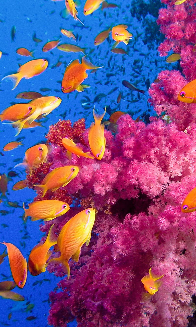 coral reef wallpaper iphone