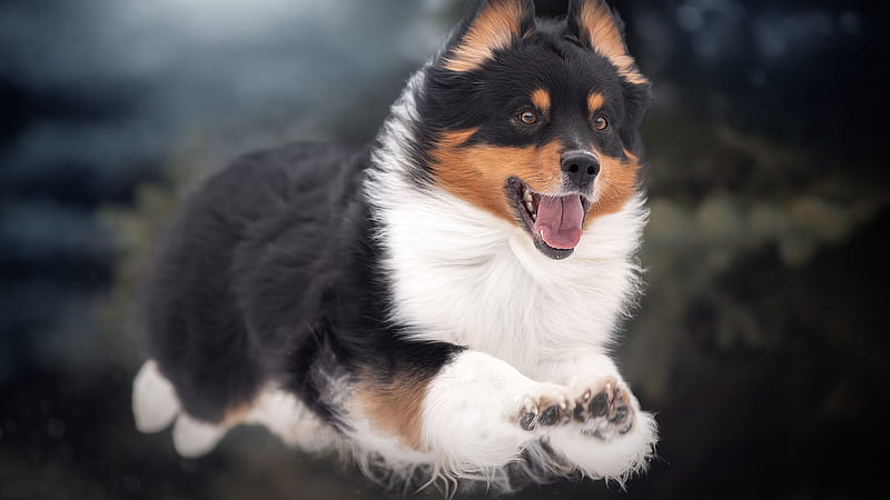 Puppy Shetland Sheepdog Is Jumping High In Blur Background Dog, HD wallpaper