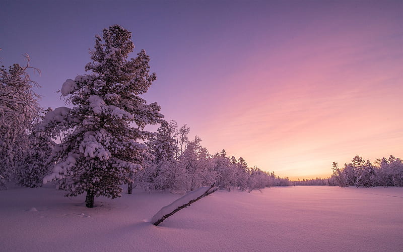 Frosty sunrise forest-World Travel, HD wallpaper
