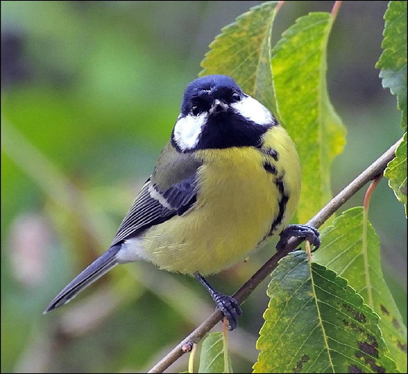 Great Tit., great tit, bird, animal, perch, leaf, HD wallpaper