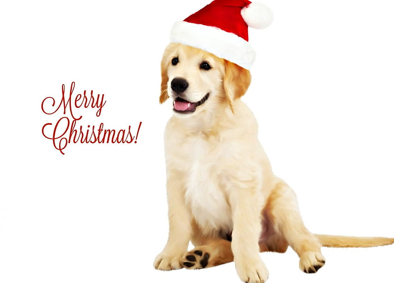 Merry Christmas!, red, craciun, christmas, hat, card, cute, santa ...