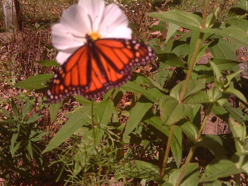 Flower and butterfly, flower, cosmos, butterfly, monarch, HD wallpaper