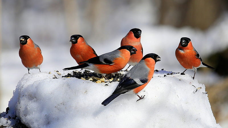 Bullfinch Birds On Standing On Snow During Winter Birds, HD wallpaper