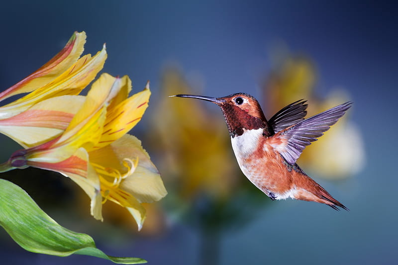 Birds, Hummingbird, Bird, Flower, Wildlife, HD wallpaper