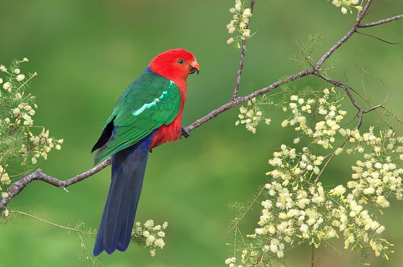 Parrot, red, royal, bird, green, padare, flower, branch, HD wallpaper