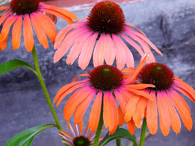 Spring Flowers, Coneflowers, graphy, Spring, Flowers, Nature, HD wallpaper
