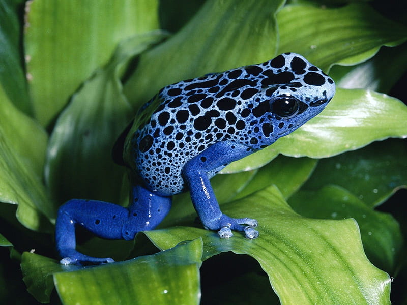 blue dart frog, frog, dart, animal, blue, HD wallpaper