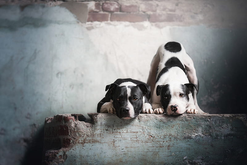 Dogs, American Pit Bull Terrier, Dog, Pet, HD wallpaper