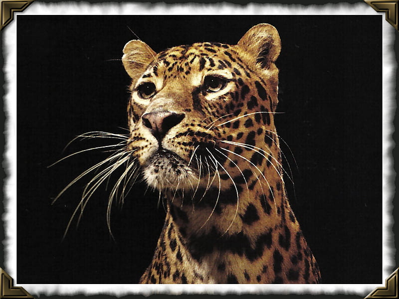 Panthera Pardus - Leopard F, feline leopard, graphy, wildlife, cat, animal, HD wallpaper