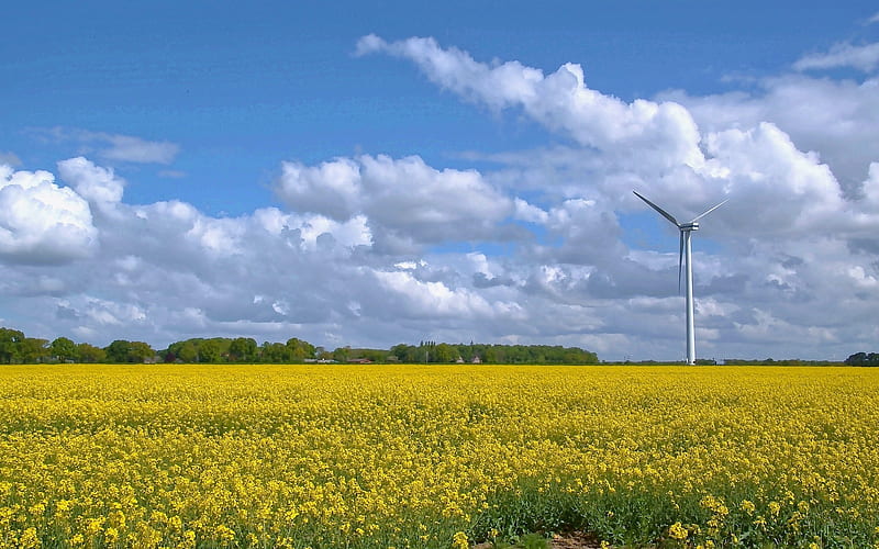 Wind Turbine in Rapeseed Field, flowers, clouds, wind turbine, field, rapeseed, HD wallpaper