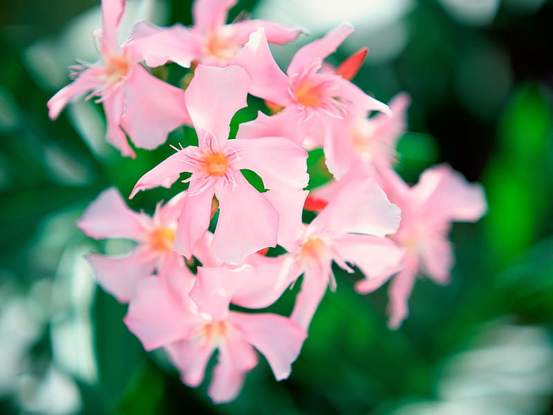 Pink flowers- Tahiti Dream, HD wallpaper