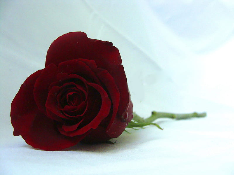 A Rose for My friend Cinzia, red, still life, rose, single, waterdrops ...