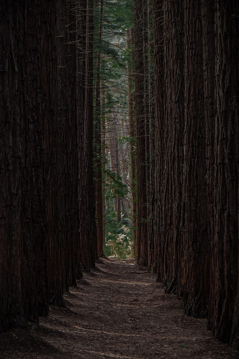 forest, trees, pines, rows, path, HD phone wallpaper
