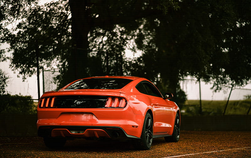 ford mustang, ford, car, sportscar, red, rear view, HD wallpaper