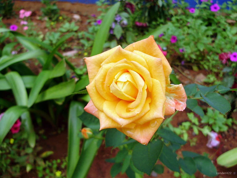 Rose on my garden, garden, nauture, tropical, rose, HD wallpaper