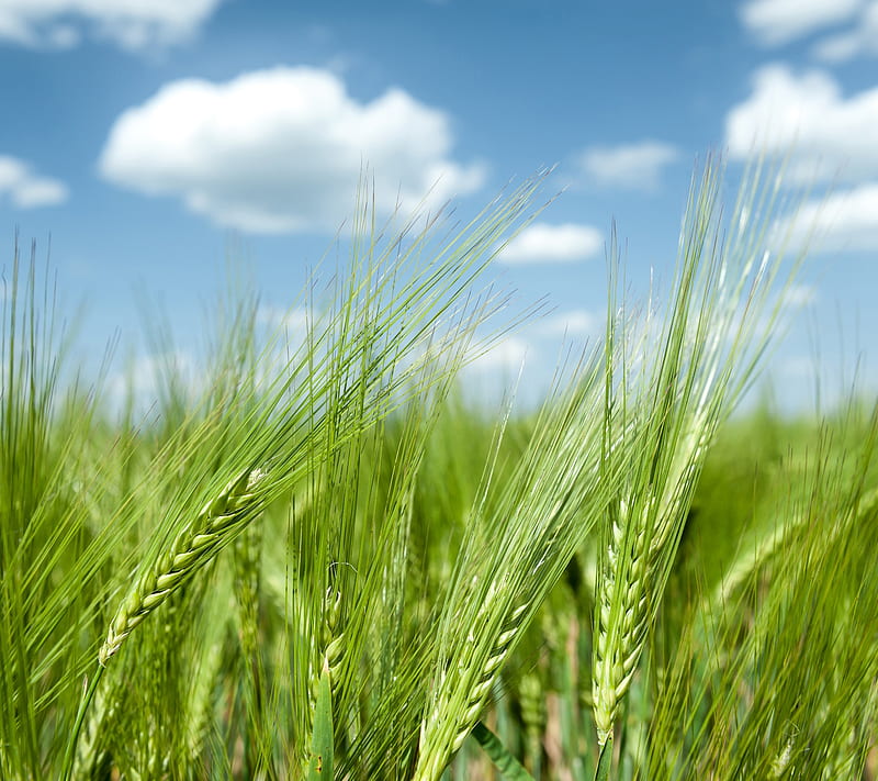 Wheat, grain, green, nature, nice view, sky, HD wallpaper
