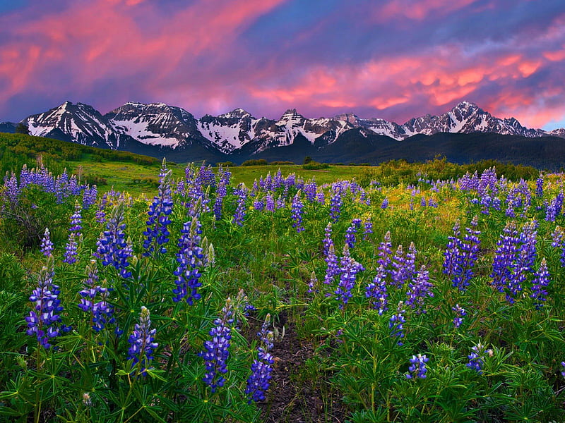 Alpine meadow, pretty, colorful, grass, bonito, sunset, clouds, snowy, alpine, mountain, sundown, nice, green, wildflowers, flowers, lupin, lovely, delight, sky, summer, nature, meadow, field, HD wallpaper
