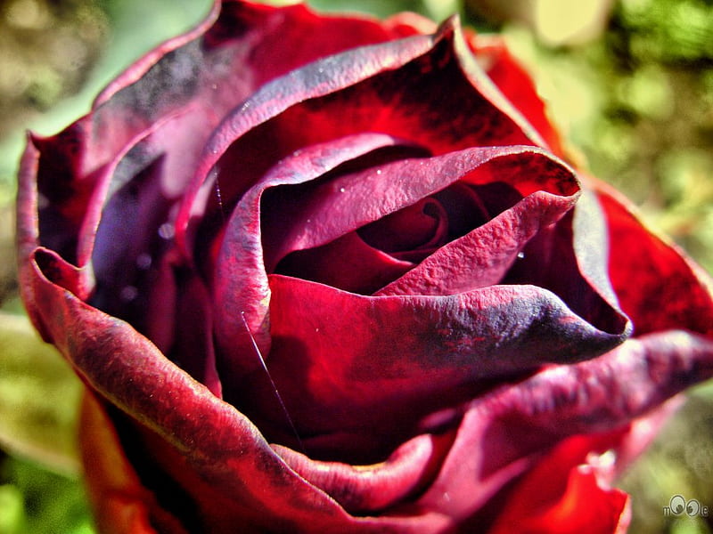 Rose Macro, sweeting, vortex, background, drops, floral, sweetheart, courtesy, tenderness, multicolor, memory, love, maelstrom, remembrance, rip, flowers, attendant, urbanity, cut, present, niceness, sexy, corazones, finesse, heart, garden, souvenir, red, resident, woman, other red rose, cabbage, flame, leaves, green, whirlpool, darling, consideration, whirl, gun n roses, roses, suavity, mannerliness, bouquet, water drops, dark, torns, nature, pc, nowaday, presence, pretty, nicety, yellow, marriage, women, sweet, bucket, gothic, beauty, story, pretty roses, lovely, romance, respect, black, cherished, coral, man, fantasy novel, largess, gift, rose bush, water, love story, men, sex, fullscreen, red roses, colorful, fineness, valent, recollectio, blossom, ivory, hot, eddy, multi-coloured, daintiness, reminder, novel, true-love, colors, dew, delicate, actual, delicacy, leaf, swirl, comity, petals, being, colours, natural, HD wallpaper