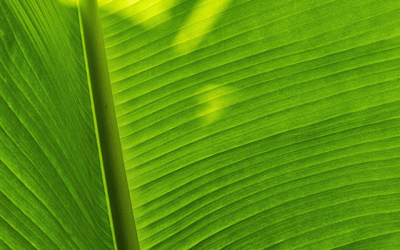 green leaf texture, leaves background, plants texture, green eco background, HD wallpaper