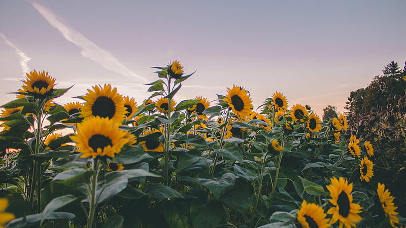 Sunflowers Under Gray Sky During Evening Time Flowers, HD wallpaper