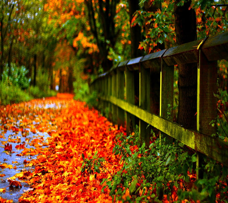 autumn road, cool, fall, forest, leafs, nature, nice, way, HD wallpaper