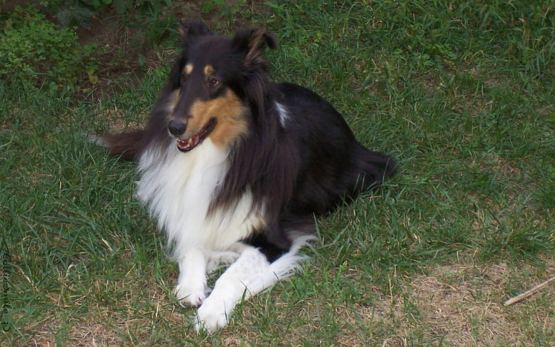 Annie, My Special Avatar Collie :), herding breed, sable and white, Lassie, Collie, blue merle, tricolored, co11ie, kati, canine, Albert Payson Terhune, rough collie, canines, happi, tricolor, collies, smooth collie, HD wallpaper