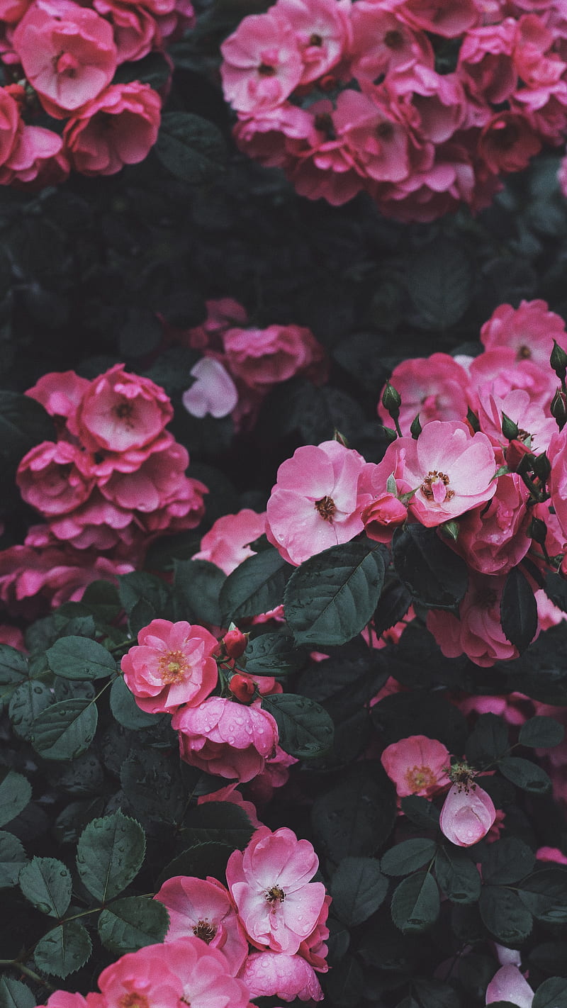 wild rose , bush, blossom, pink, HD phone wallpaper
