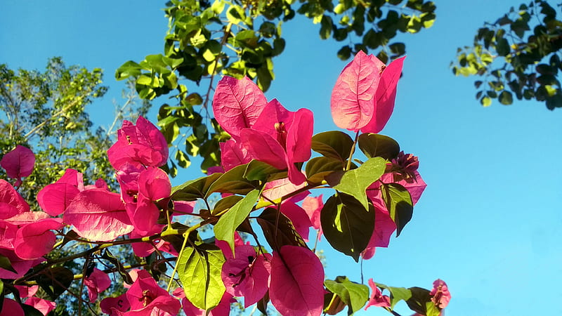 Beautiful Fresh Pink Bougainvillea Flowers In Blue Sky Background Flowers, HD wallpaper