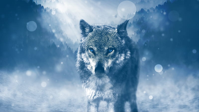 wolf winter, predators, blue eyes, HD wallpaper