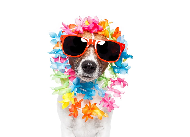 Aloha!, colorful, orange, card, animal, sunglasses, vara, jack russell terrier, pink, dog, puppy, blue, vacation, caine, aloha, flower, summer, funny, white, HD wallpaper