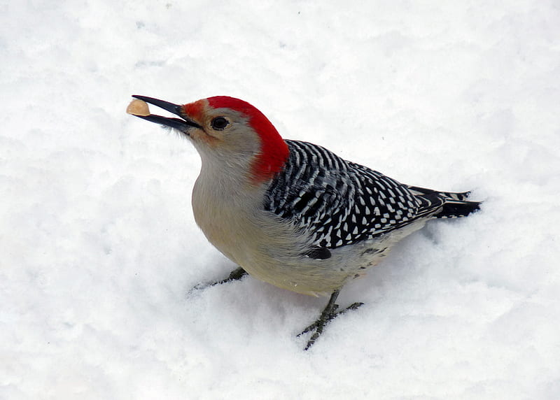 Woodpecker, red-bellied woodpecker, bird, pasare, nature, ciocanitoare, iarna, winter, nature, HD wallpaper
