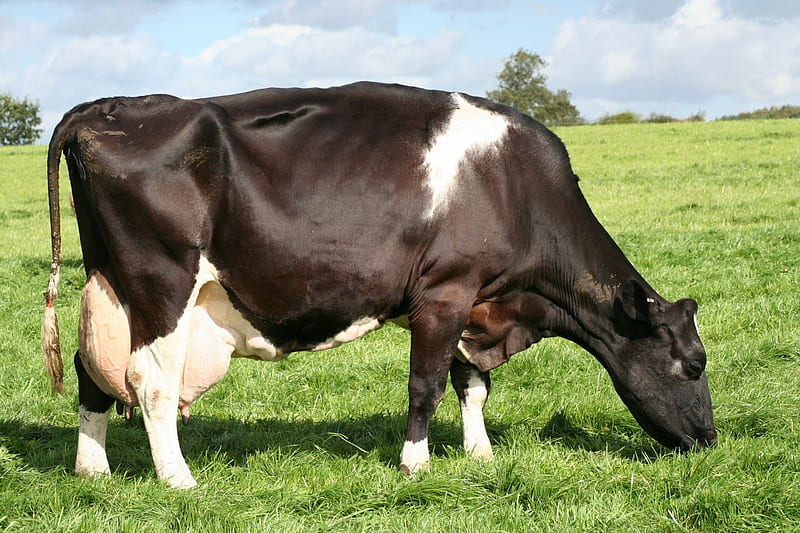 Holstein Friesian cow, Name Deangate Queenie 9th, 15th lactation, 18 years old, Farm in Staffordshire England, HD wallpaper