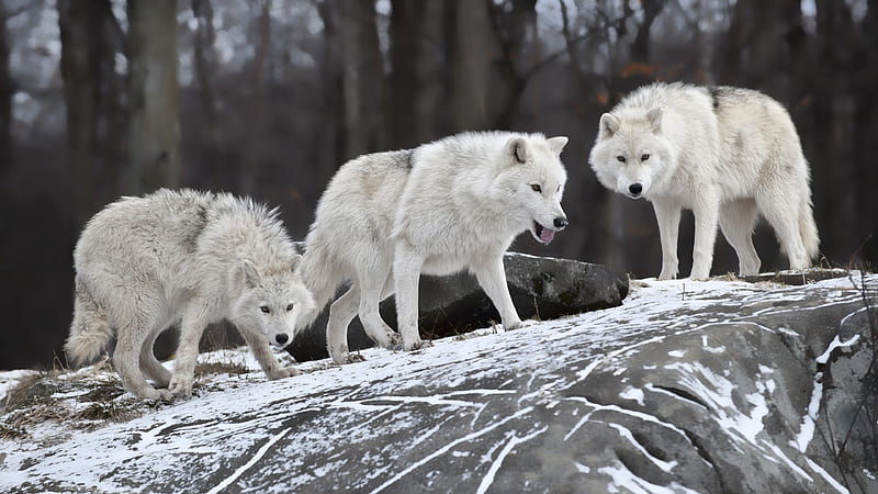 Animal Three White Wolves Animals, HD wallpaper