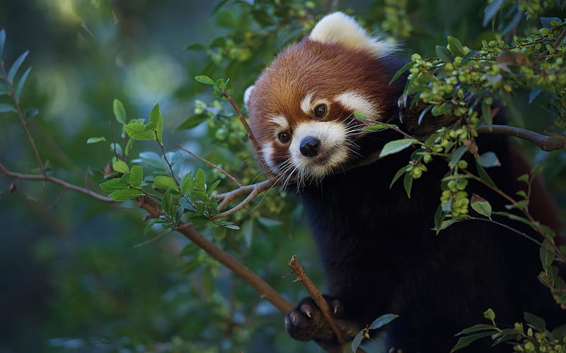 Red panda, little bear, forest, cute animals, wildlife, Little panda, HD wallpaper