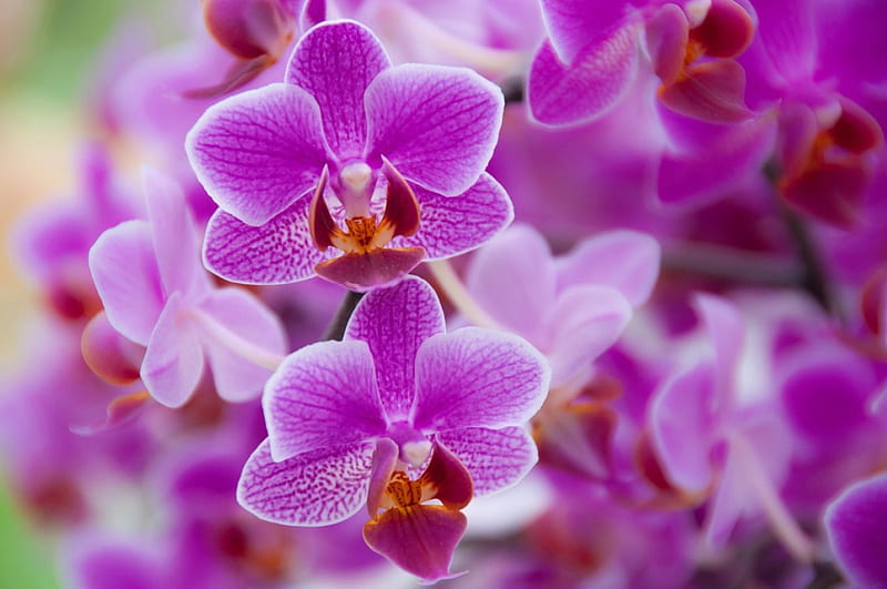Orchids, orchid, flower, flowers, nature, pink, HD wallpaper | Peakpx