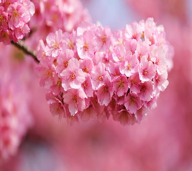 Cherry Blossom, HD wallpaper | Peakpx