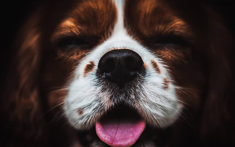 Cavalier King Charles Spaniel, muzzle, close-up, pets, cute animals, dogs, Cavalier King Charles Spaniel Dog, HD wallpaper