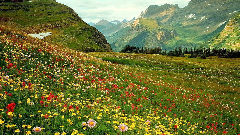 Beautiful nature, country, meadows, valleys, pretty, hills, rural, creation, bonito, mountains, wild, flowers, nature, HD wallpaper
