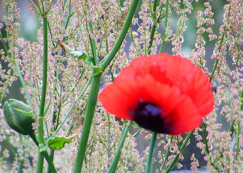 Red Poppy, with Sorrel in the background., red, poppy, sorrel, garden, herb, HD wallpaper