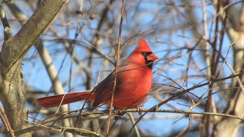 Cardinal in Tree, male cardinal, tree, blue sky, red bird, HD wallpaper