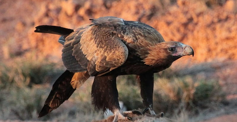 Australian Wedge Tailed Eagle, Feeding, Wedge Tailed Eagle, Native, Australian, HD wallpaper