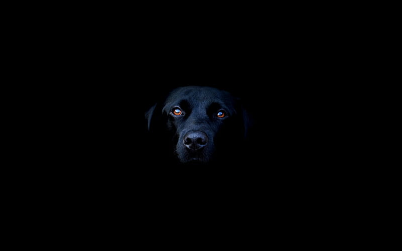 Black Dog, labrador, animals, dog, black, HD wallpaper