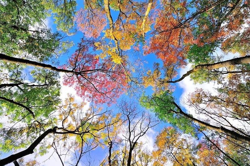 Symphony of colors, colors, day, sunny, beauty, trees, Autumn, sky, blue, HD wallpaper