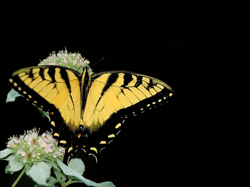 Swallowtail-Butterfly, bonito, butterfly, swallowtail, HD wallpaper