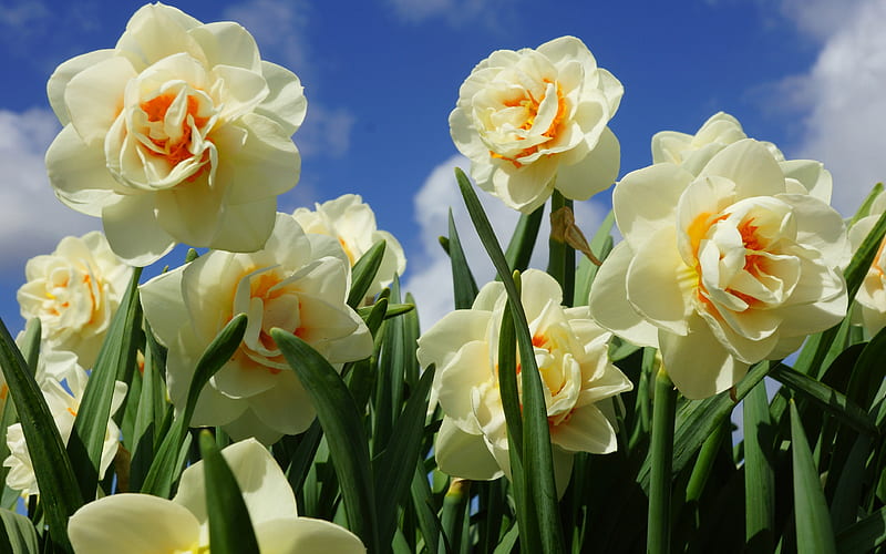 Daffodils spring, white flowers, Narcissus, HD wallpaper