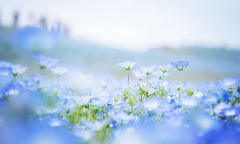 Blue , colors, soft, abstract, small, delicate, floral, flowers, petals, blue, HD wallpaper