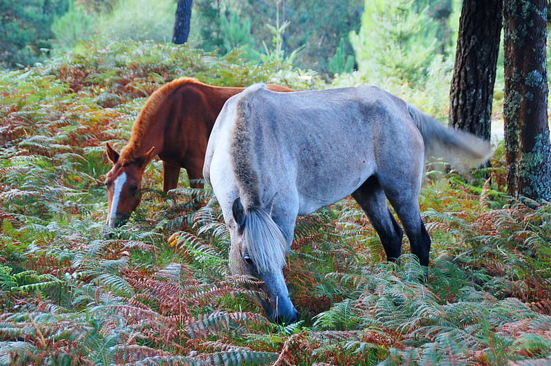 horses, narure, woods, HD wallpaper