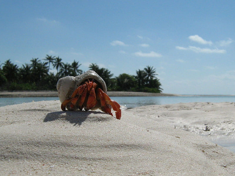 crab, sand, beach, claws standard 4:3 background, Hermit Crab, HD wallpaper